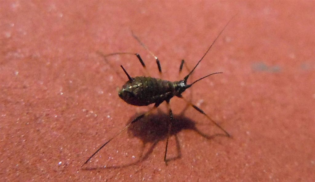 Grosso afide: Uroleucon sp.